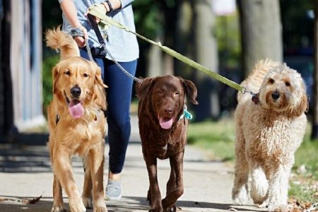 ممنوعیت سگ‌گردانی و حمل سگ در اماکن عمومی مازندران