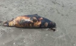 افزایش نگران‌کننده تلفات فک‌های خزری