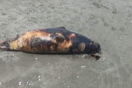 افزایش نگران‌کننده تلفات فک‌های خزری