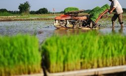 دسترنج بی‌سرانجام