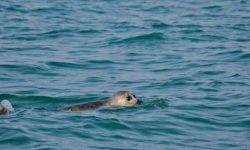 بحران خاموش در خزر