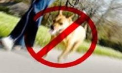 سگ‌گردانی در مازندران ممنوع می‌شود؟