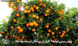 پیش بینی تولید 9 هزار تن پرتقال در محمودآباد