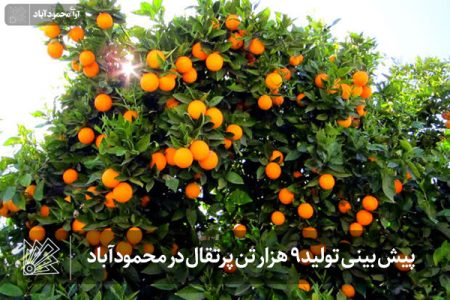 پیش بینی تولید 9 هزار تن پرتقال در محمودآباد