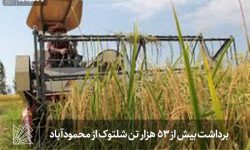 برداشت بیش از 53 هزار تن شلتوک از محمودآباد