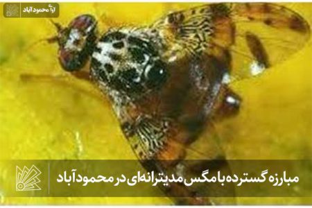 مبارزه گسترده با مگس مدیترانه‌ای در محمودآباد