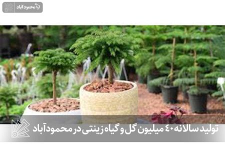 تولید سالانه 40 میلیون گل و گیاه زینتی در محمودآباد