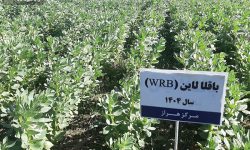 نخستین رویداد علمی کشت علوفه در شالیزارهای مازندران