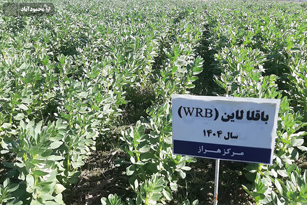 نخستین رویداد علمی کشت علوفه در شالیزارهای مازندران